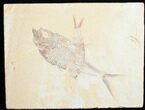 Diplomystus & Knightia Fossil Fish Plate #5481-1